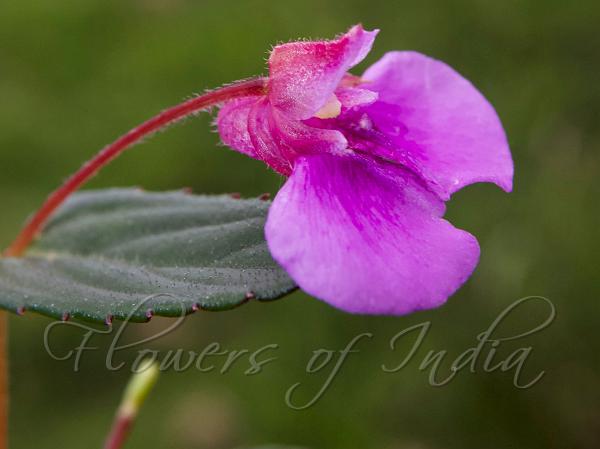 Rusty Nilgiri Balsam